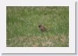 0515aBeijing - 13 * Eurasian Tree Sparrow. * Eurasian Tree Sparrow.